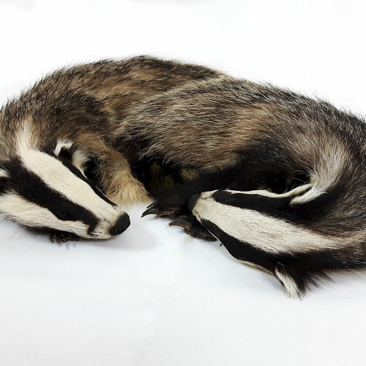 Schlafende Jungdachse