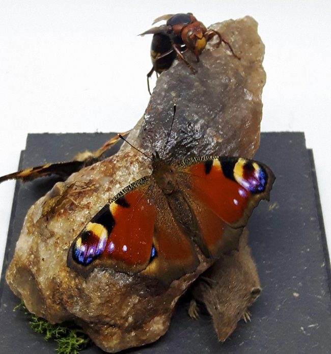 Insekten Diorama