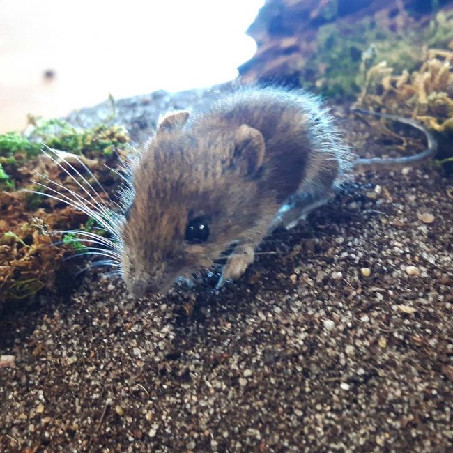 Junge Waldmaus